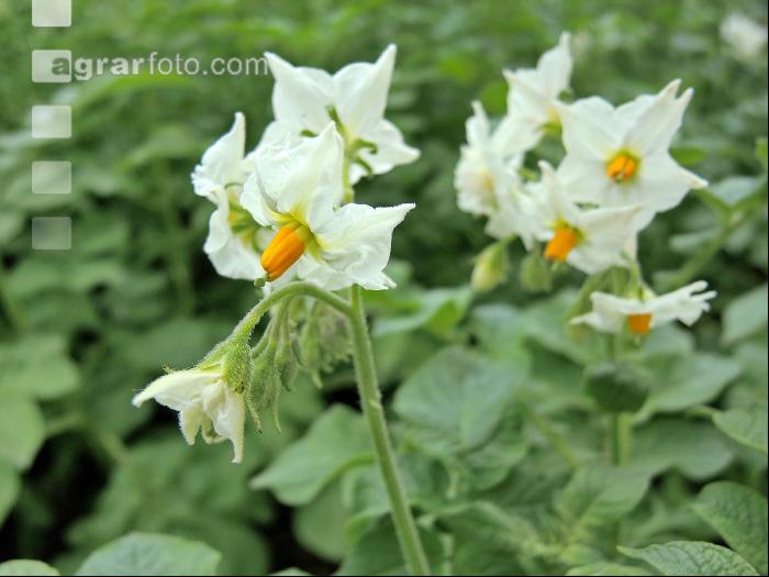 Kartoffel Blüte 39