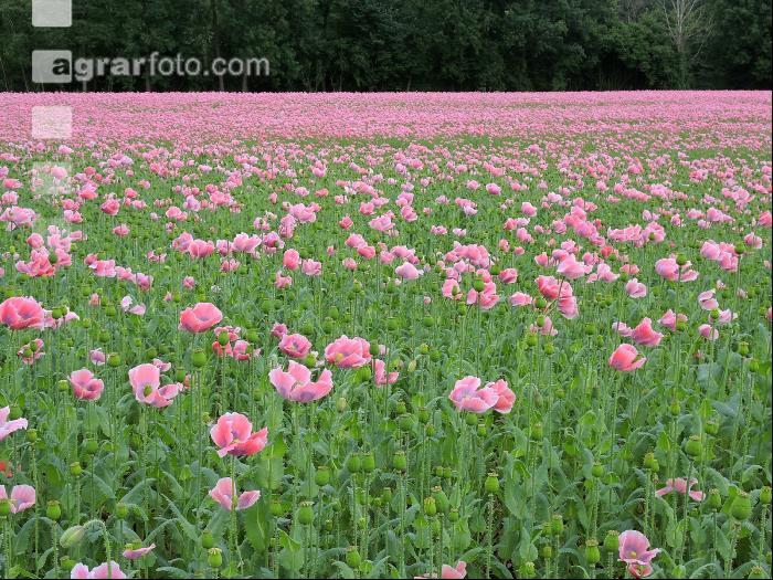 Graumohn Blüte 8