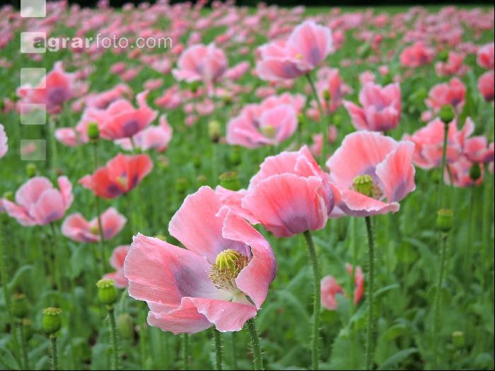 Graumohn Blüte 3