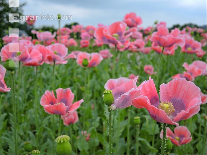 Graumohn Blüte 2