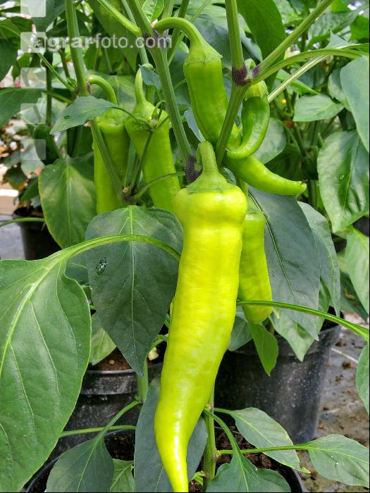 Spitzpaprika 1