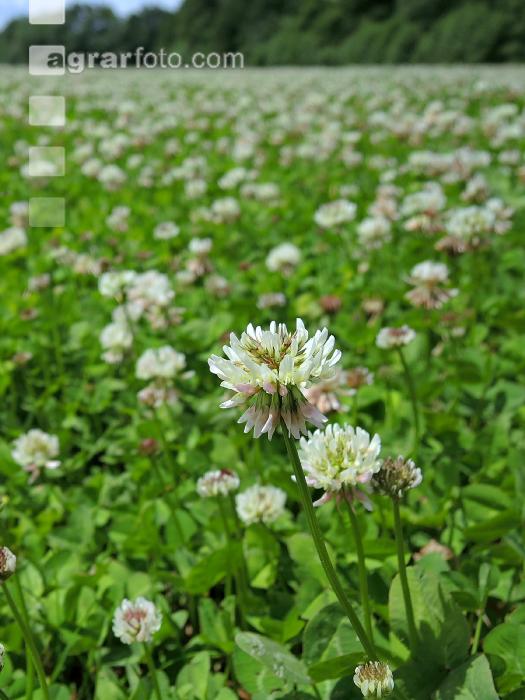 Weißklee Blüte 8