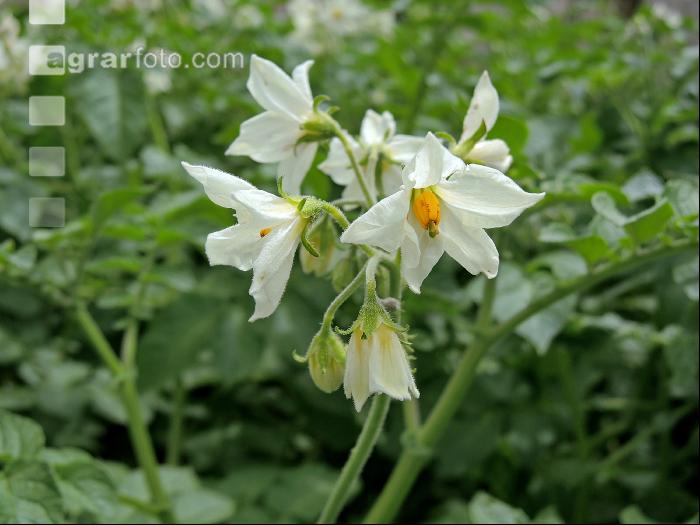 Kartoffel Blüte 40