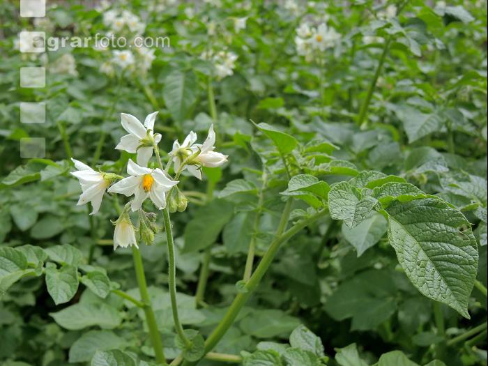 Potato blossom 42