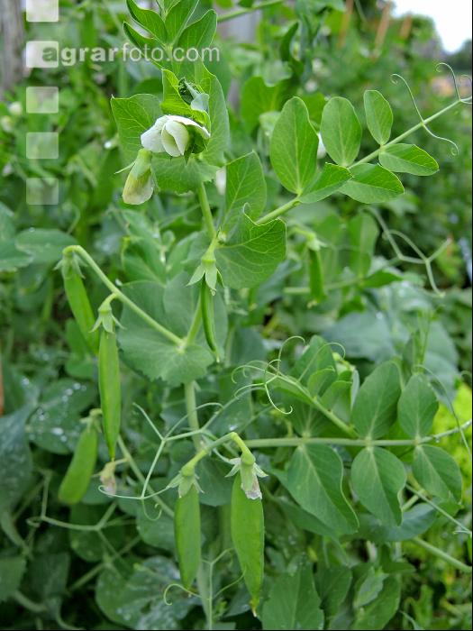 Erbsen 2