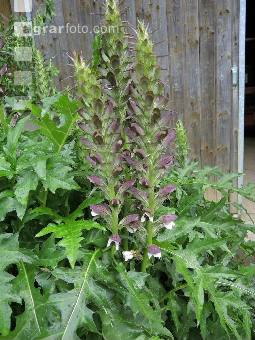 Akanthus 3