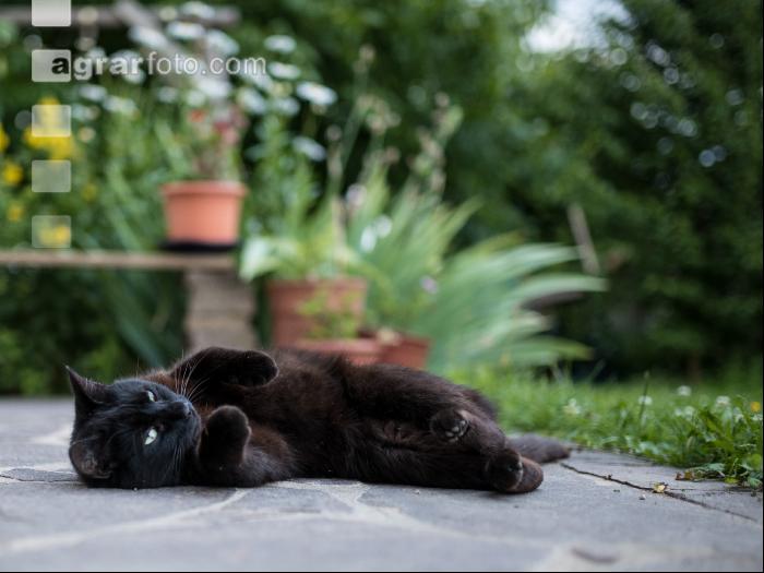 Katze 2