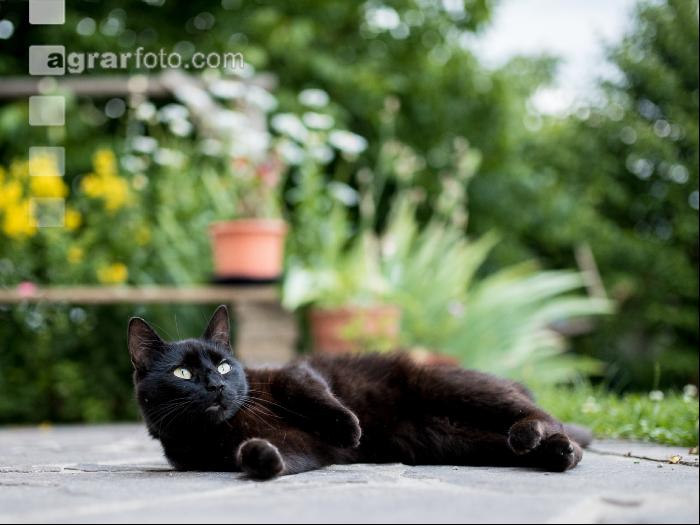 Katze 3