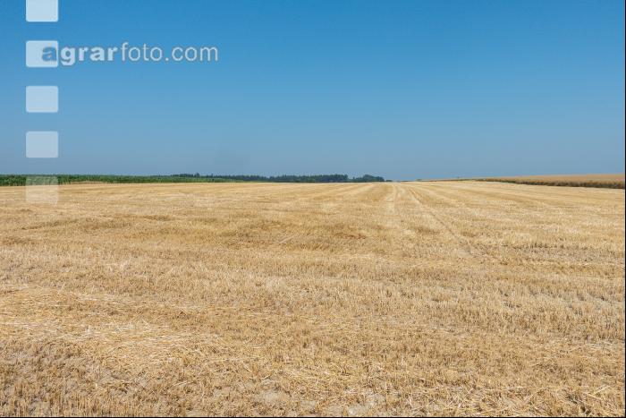 Abgeerntetes Gerstenfeld 1