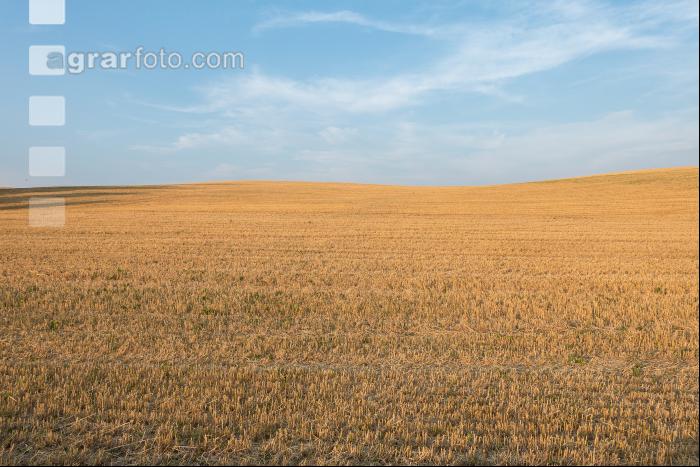 Abgeerntetes Gerstenfeld 2