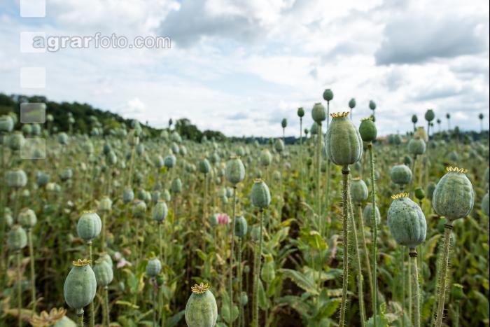 Graumohn 2