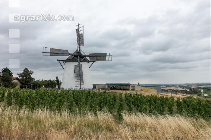 Historische Windmühle 1