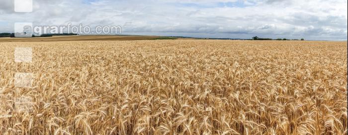 Triticale Vollreife 1