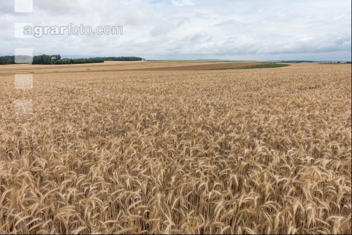 Triticale Vollreife 2