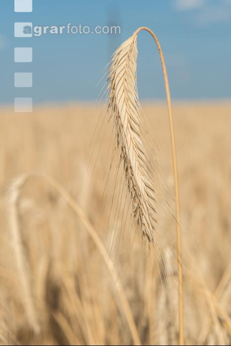 Roggen Vollreife 8