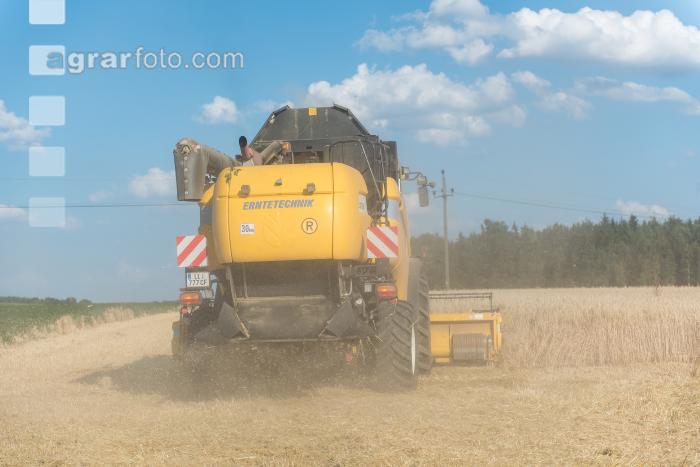 Roggen Ernte 2