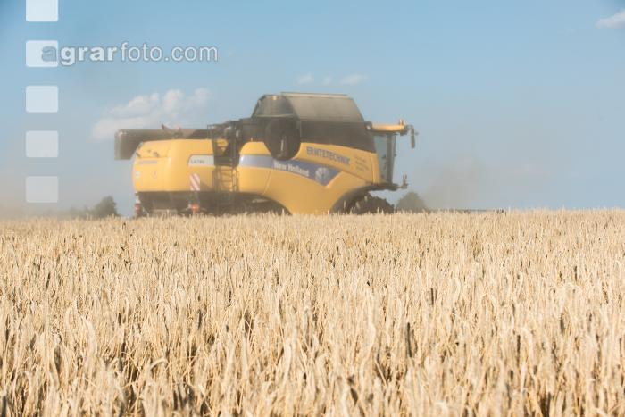 Roggen Ernte 10