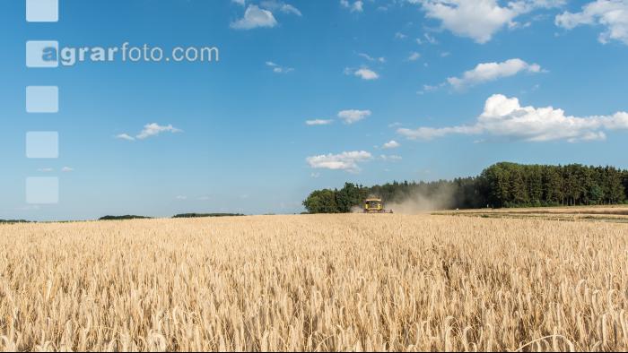 Roggen Ernte 12
