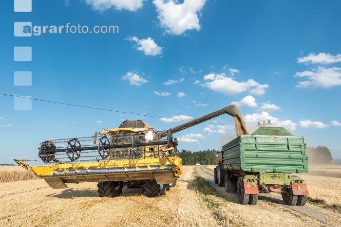 Roggen Ernte 14