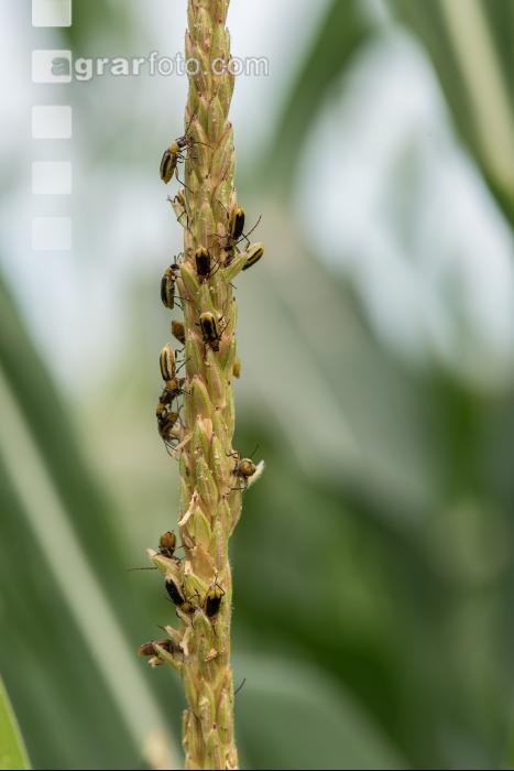 Diabrotica auf Maisrispe 2