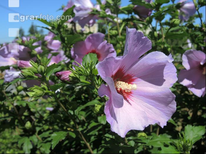 Gartenhibiskus 4