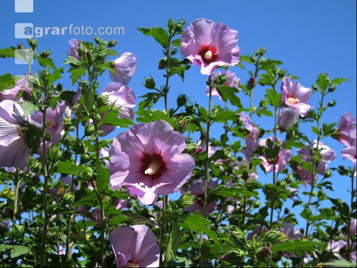 Gartenhibiskus 3