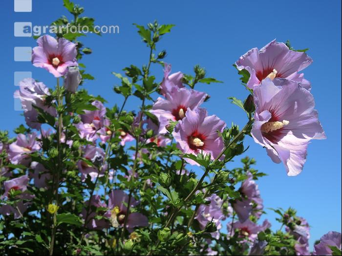 Gartenhibiskus 2