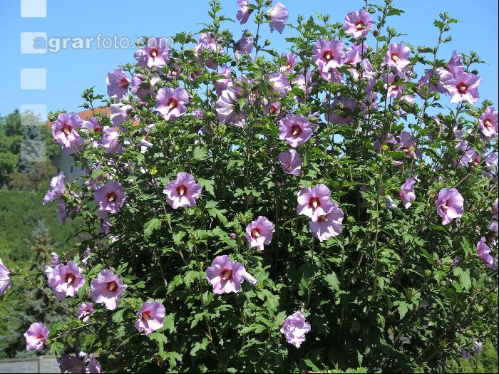 Gartenhibiskus 5