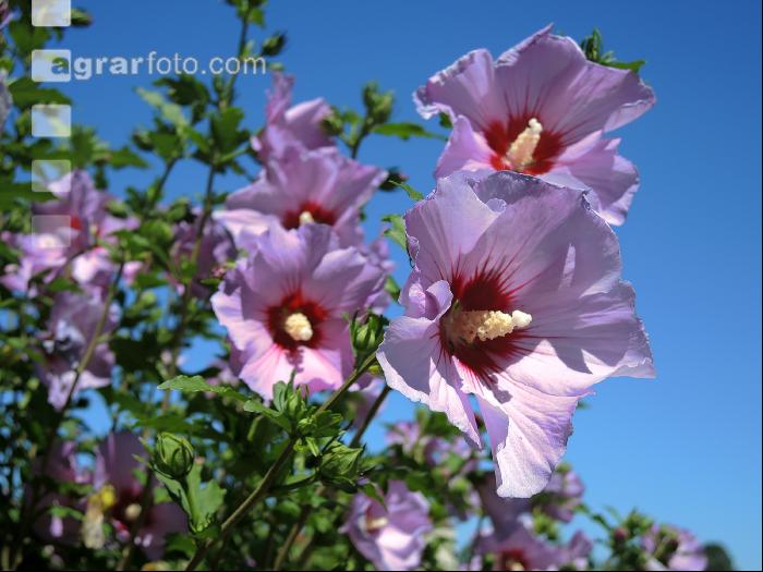 Gartenhibiskus 1
