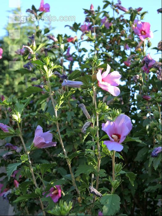 Gartenhibiskus 6