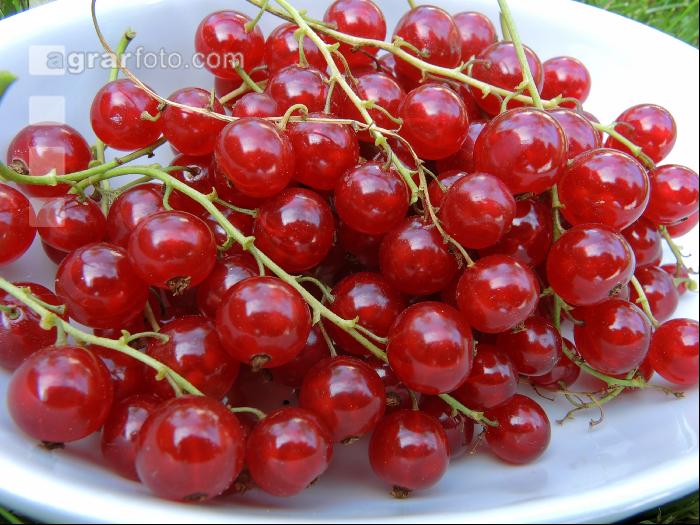 Ribiselschale 2