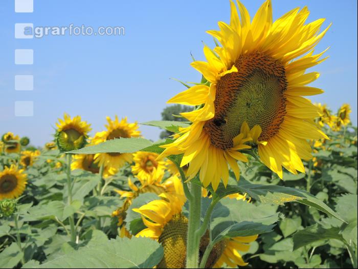 Sonnenblume Blüte 22