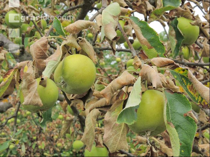 Apfel Dürre 1
