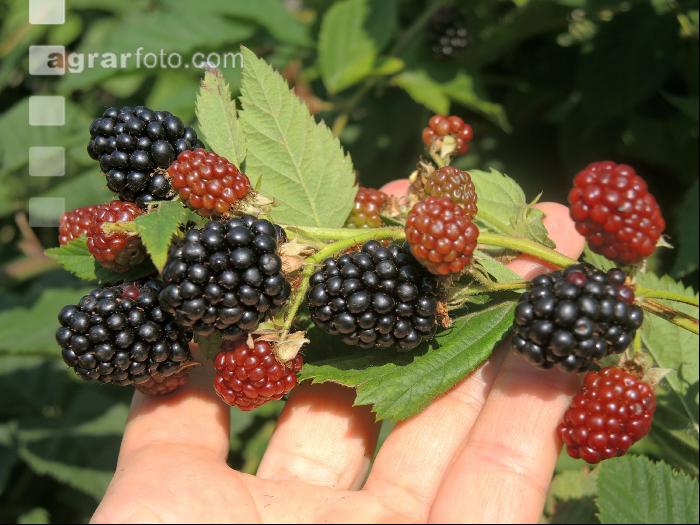 Brombeeren 6