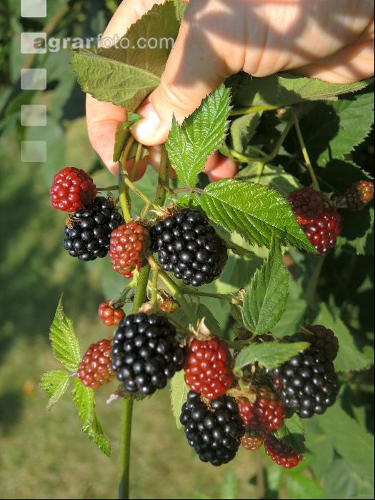 Brombeeren 8