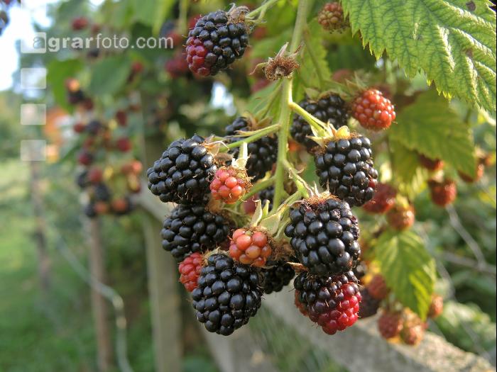 Brombeeren 13
