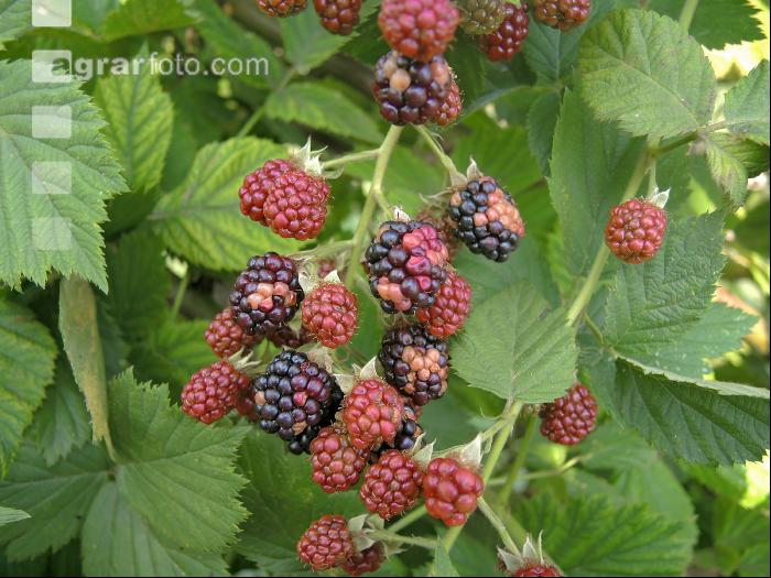Brombeeren Sonnenbrand 1