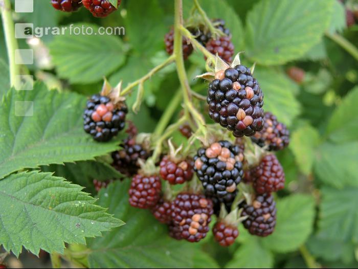 Brombeeren Sonnenbrand 2