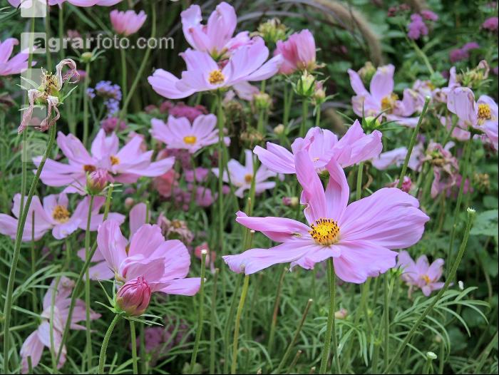 Cosmea 1