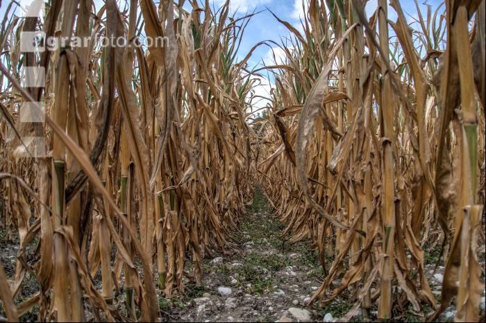 Trockenheit in Mais