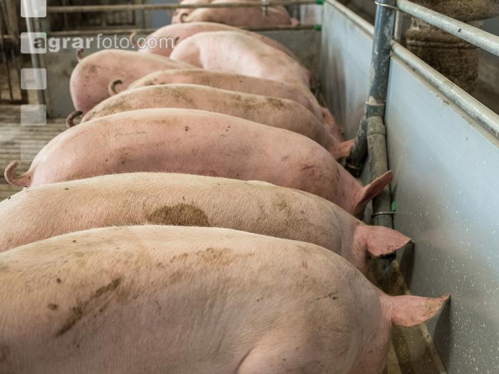 Schweine fressen 51