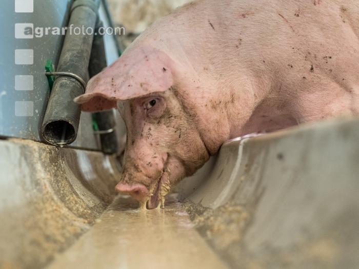 Schweine fressen 50