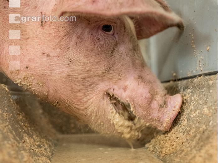 Schweine fressen 45