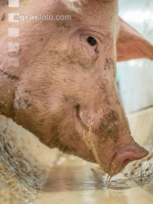 Schweine fressen 53