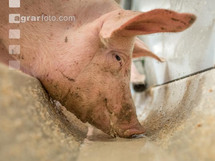Schweine fressen 40