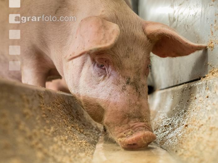 Schweine fressen 39