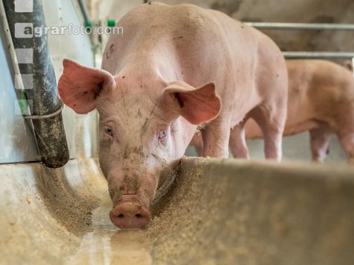Schweine fressen 35
