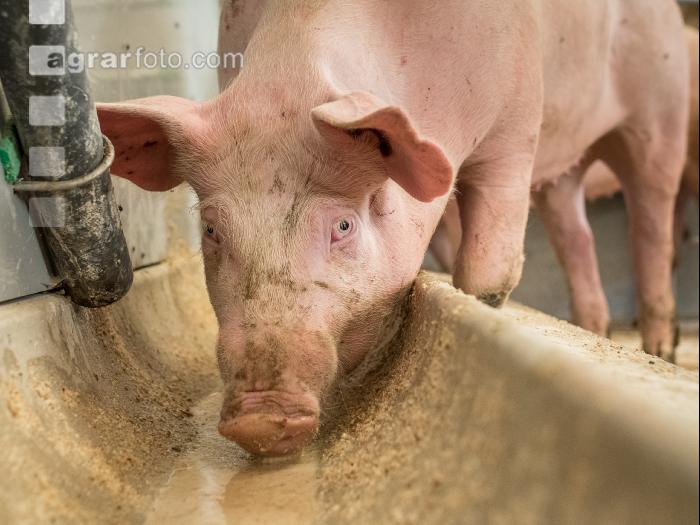 Schweine fressen 34