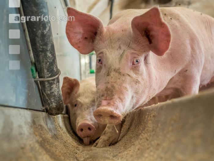 Schweine fressen 33