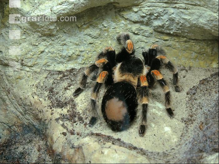 Vogelspinne